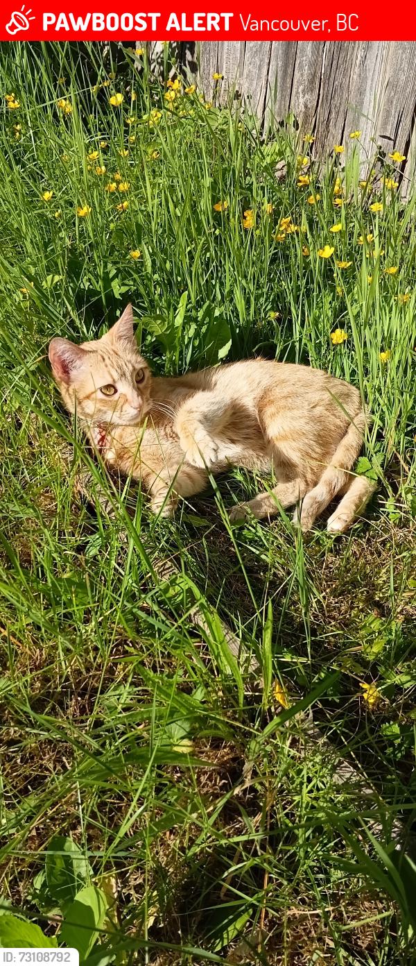 Lost Female Cat last seen 1rst and temple , Vancouver, BC 