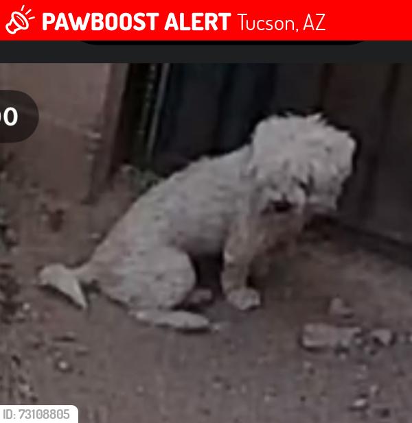 Lost Male Dog last seen 12th and Drexel, Tucson, AZ 85706