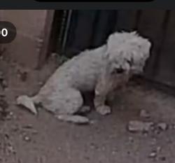 Lost Male Dog last seen 12th and Drexel, Tucson, AZ 85706