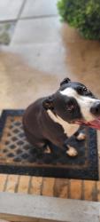Reunited Unknown Dog last seen Buttonwillow and Trail Lake, Fort Worth, TX 76123