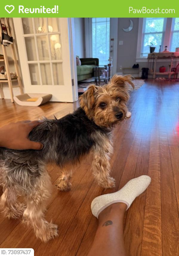 Reunited Male Dog last seen Springfield, Jacksonville, FL 32206