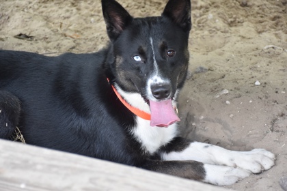 Shelter Stray Male Dog last seen E Rosko Court, Floral City, FL, 4030 S Airport Rd, Inverness, FL 34450, USA