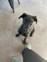 Reunited Male Dog last seen El Dorado and Gibson St, Stockton, CA 95204