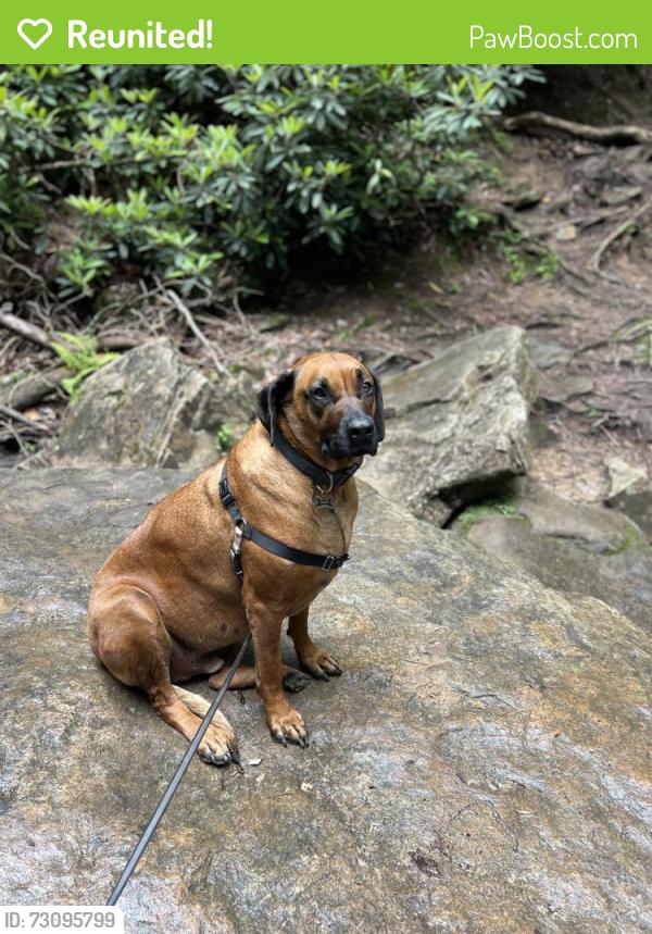 Reunited Male Dog last seen Weidner Lane and Wilson Dr, Ooltewah, TN 37363