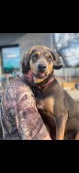 Reunited Female Dog last seen Hwy198 and fm 316, Van Zandt County, TX 75103