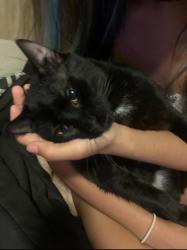 Lost Male Cat last seen aldebaran way, Mobile, AL 36693