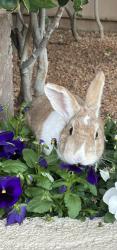 Lost Unknown Rabbit last seen Tropicana, Las Vegas, NV 89113