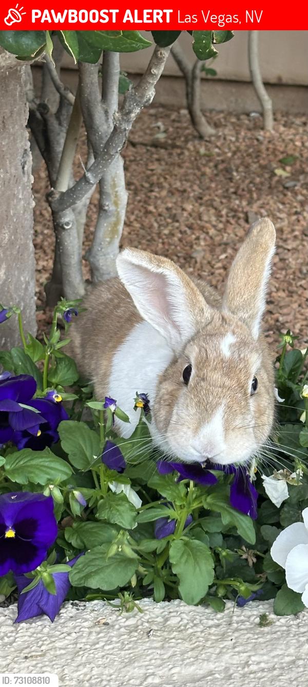 Lost Unknown Rabbit last seen Tropicana, Las Vegas, NV 89113