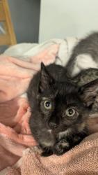 Shelter Stray Female Cat last seen Near Southland Dr Stone Mountain, GA 30087, 30087, GA, 3280 Chamblee Dunwoody Rd, Chamblee, GA 30341, USA