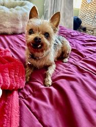 Lost Female Dog last seen Ramona, El Monte, CA 91731