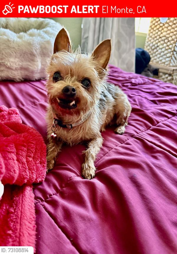 Lost Female Dog last seen Ramona, El Monte, CA 91731
