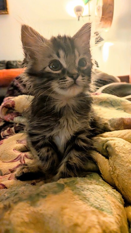 Shelter Stray Male Cat last seen Near Stonecrest Cir, Stonecrest, GA 30038, 30038, GA, 3280 Chamblee Dunwoody Rd, Chamblee, GA 30341, USA