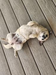 Lost Female Dog last seen In the Robert E. Ward Nature Preserve behind the residential areas next to 306 W Country Hills Dr and Euclid, La Habra, CA 90631