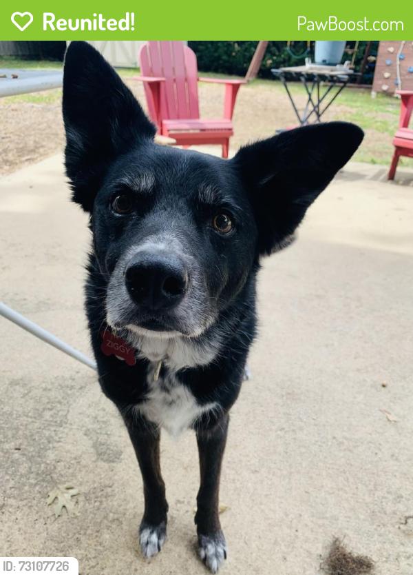 Reunited Male Dog last seen Selkirk & Grandbury, Fort Worth, TX 76133