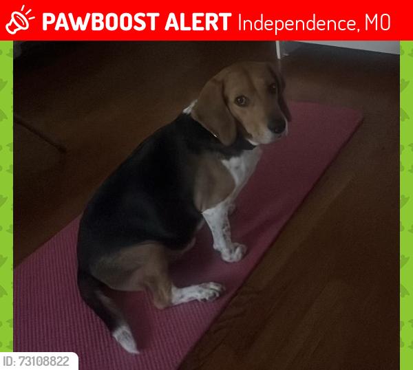 Lost Male Dog last seen Maywood Car Wash, Independence, MO 64052