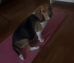 Lost Male Dog last seen Maywood Car Wash, Independence, MO 64052