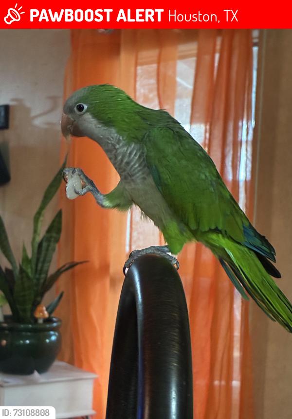 Lost Male Bird last seen Mcginty dr, Houston, TX 77041
