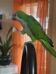 Lost Male Bird last seen Mcginty dr, Houston, TX 77041