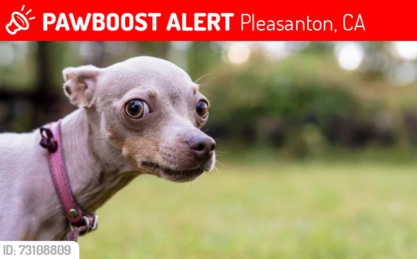 Lost Male Dog last seen Foothill High School, Pleasanton, CA 94588