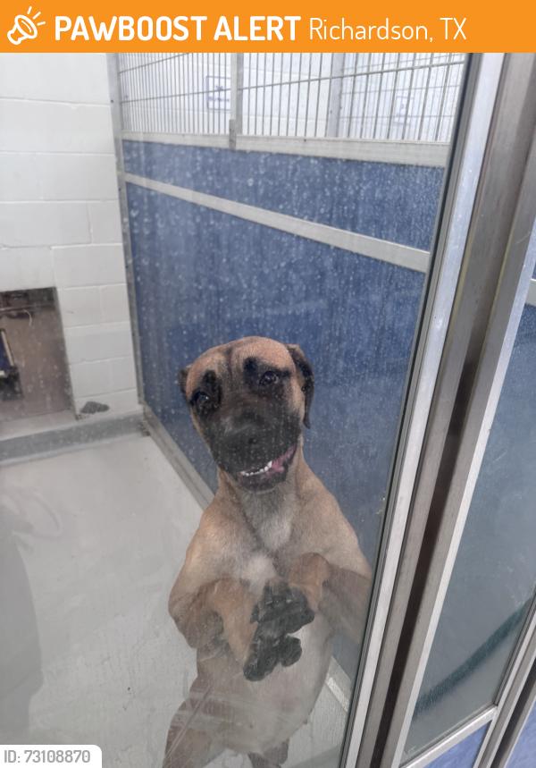 Found/Stray Unknown Dog last seen Green meadow dr, Richardson, TX 75080