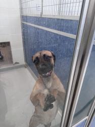 Found/Stray Unknown Dog last seen Green meadow dr, Richardson, TX 75080