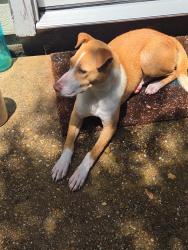 Found/Stray Unknown Dog last seen Hayman drive and fry rd katy 77449, Harris County, TX 77449