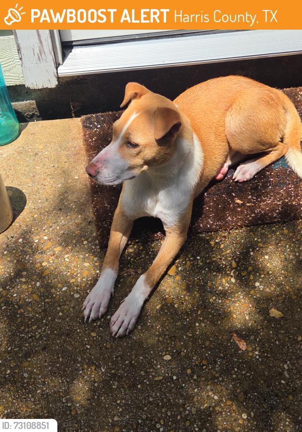 Found/Stray Unknown Dog last seen Hayman drive and fry rd katy 77449, Harris County, TX 77449