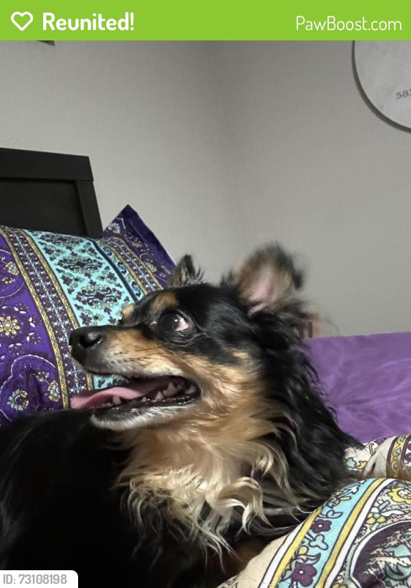 Reunited Male Dog last seen Decatur, Las Vegas, NV 89031