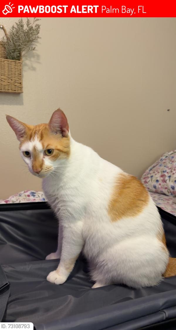 Lost Male Cat last seen between emerson and krefeld by baptist Church of palm bay, Palm Bay, FL 32907