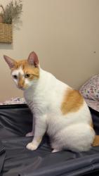 Lost Male Cat last seen between emerson and krefeld by baptist Church of palm bay, Palm Bay, FL 32907