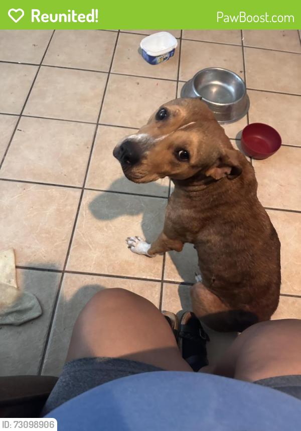 Reunited Female Dog last seen Missouri & Waco St, South Houston, TX 77587