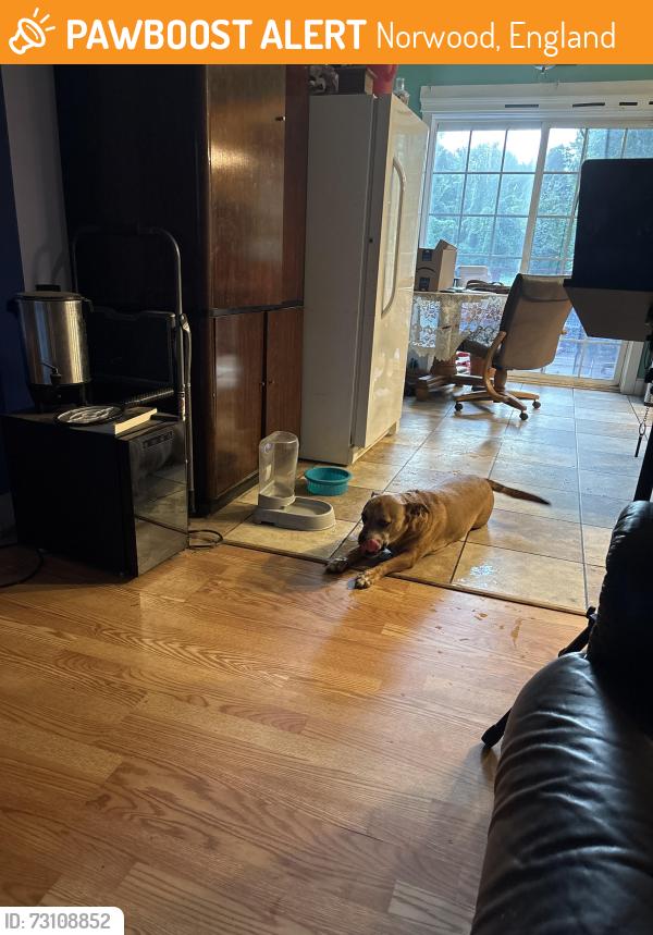 Found/Stray Male Dog last seen Lakeview and Reames, Norwood, England 