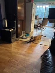 Found/Stray Male Dog last seen Lakeview and Reames, Norwood, England 