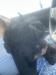 Found/Stray Female Dog last seen Southern View rd, Cheyenne, WY 82007