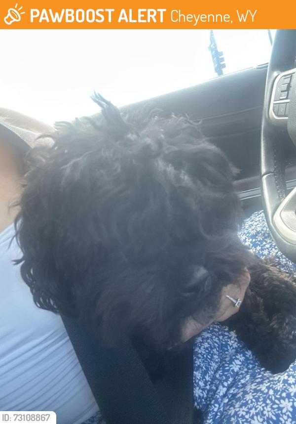 Found/Stray Female Dog last seen Southern View rd, Cheyenne, WY 82007