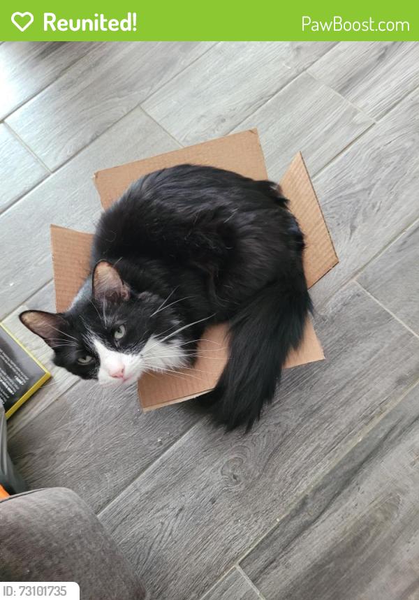 Reunited Male Cat last seen Maritime Dr Clearfield, Houston, TX 77044