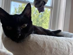 Reunited Female Cat last seen 23rd pl & Central , Cicero, IL 60804