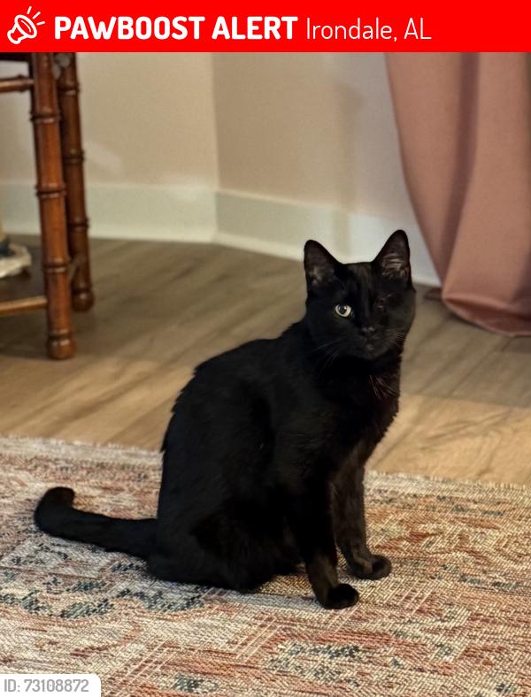 Lost Female Cat last seen Havenhill, Irondale, AL 35210