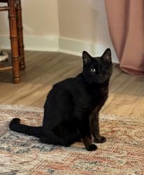 Lost Female Cat last seen Havenhill, Irondale, AL 35210