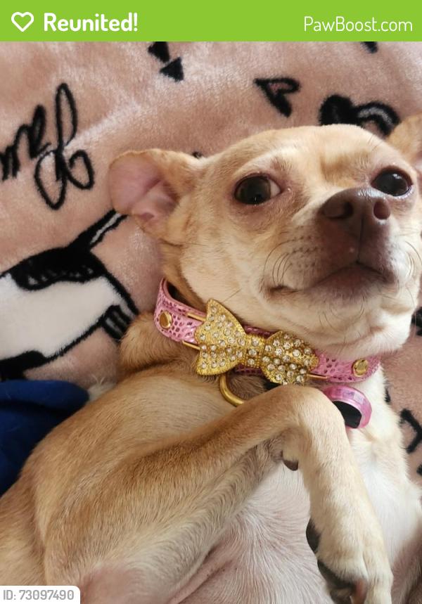 Reunited Female Dog last seen W Prince Rd and W Miracle Mile, Tucson, AZ 85705