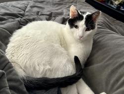 Lost Male Cat last seen Mitchell Elementary School, Golden, CO 80403