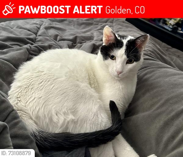 Lost Male Cat last seen Mitchell Elementary School, Golden, CO 80403