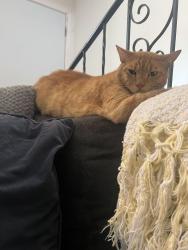 Reunited Male Cat last seen W Bayshore, East Palo Alto, CA 94303