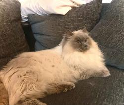 Reunited Female Cat last seen John Kennedy Rd, Hattersley, England 