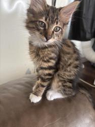 Lost Male Cat last seen Sands St, Angleton, TX 77515