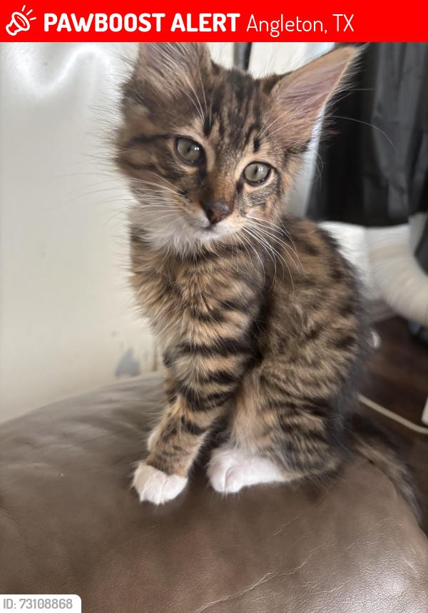 Lost Male Cat last seen Sands St, Angleton, TX 77515