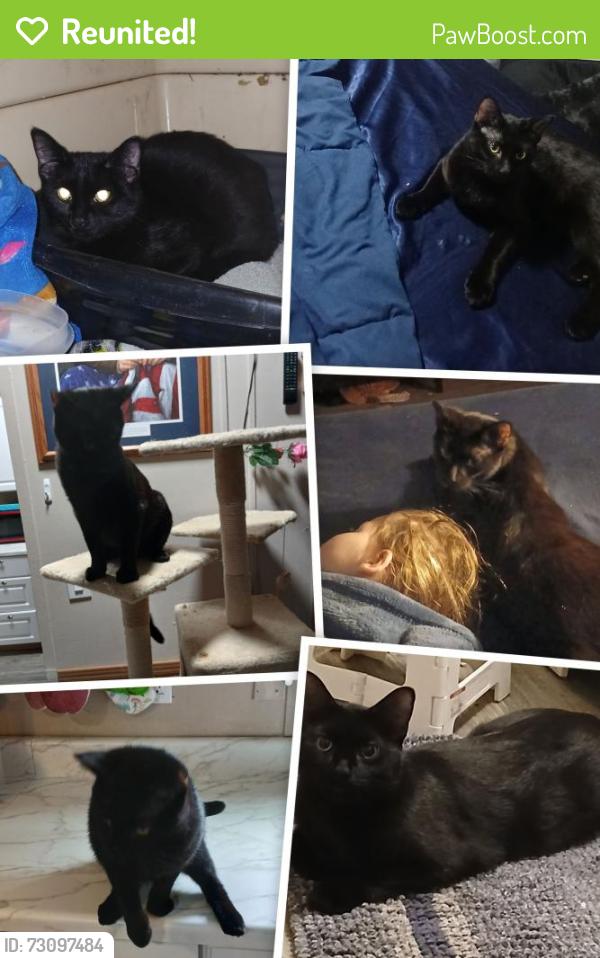 Reunited Male Cat last seen Cedar springs mobile ests, Cedar Springs, MI 49319