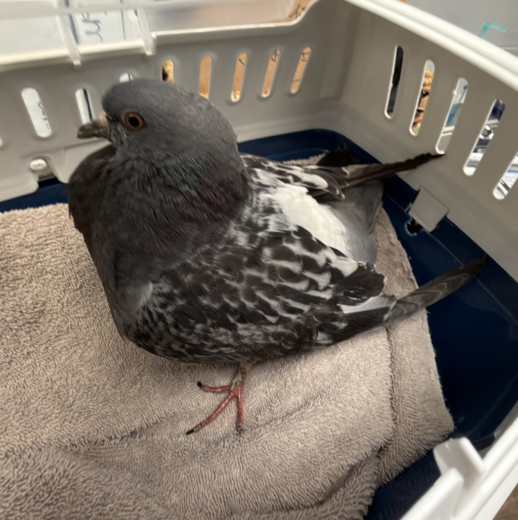Shelter Stray Unknown Bird last seen Julian Ave, San Diego, CA, 92113, 5500 Gaines St, San Diego, CA 92110, USA