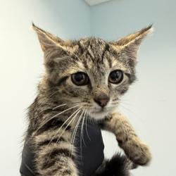Shelter Stray Male Cat last seen S 32nd Street, San Diego, CA, 92113, 5500 Gaines St, San Diego, CA 92110, USA