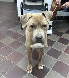 Shelter Stray Male Dog last seen East River around 105th, NEW YORK, NY, 10029, 326 E 110th St, New York, NY 10029, USA